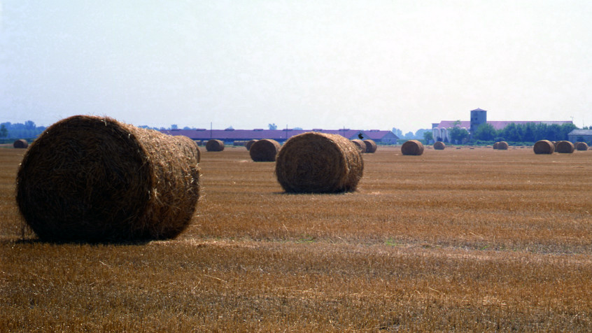Campagna pavese (CHL A_11_14_105)