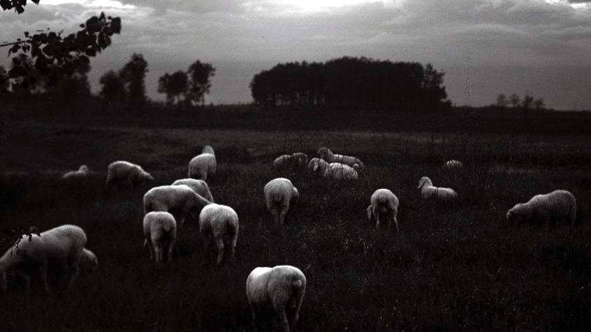 Transumanza nella campagna pavese (1). (CHL A_36_46_001)