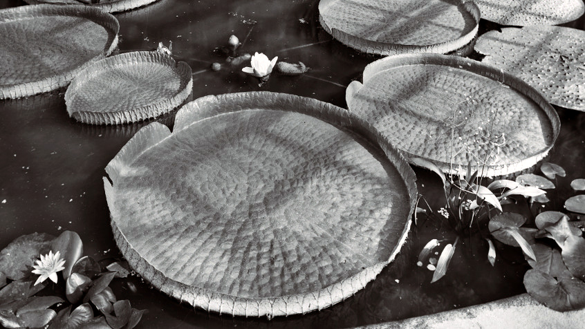Pavia, Orto Botanico, l'Acquario' con piante di Victoria Regia e Euryale Ferox, 1937. (CHL A_51_41_2)