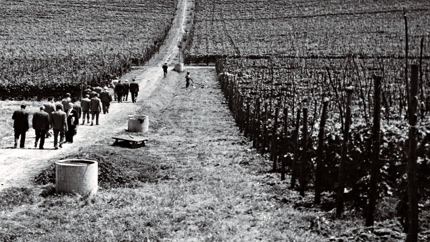 Scorcio della campagna attorno a Codevilla, 1956. (CHL C_26_3_001)