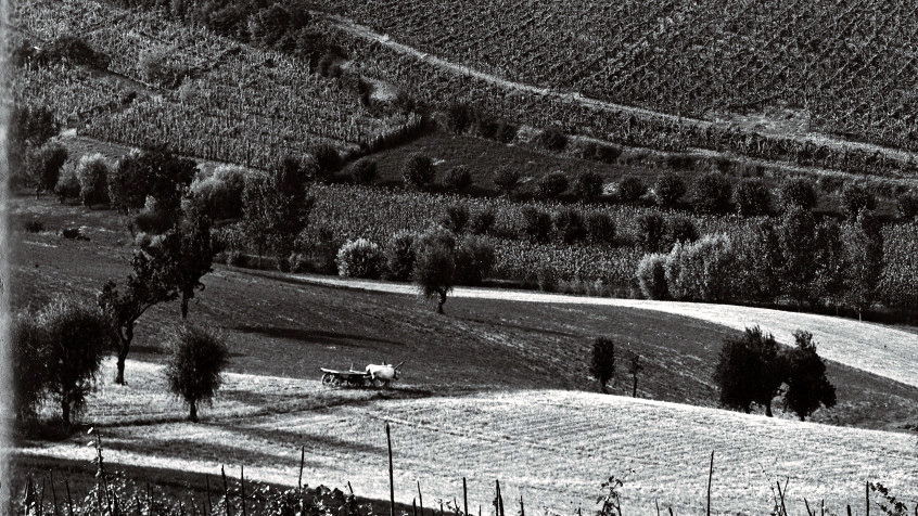 Sulle colline dell'Oltrepò pavese (3). (CHL C_26_3_004)