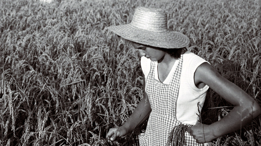 Mondine al lavoro in Lomellina. (CHL E_1_10_001)