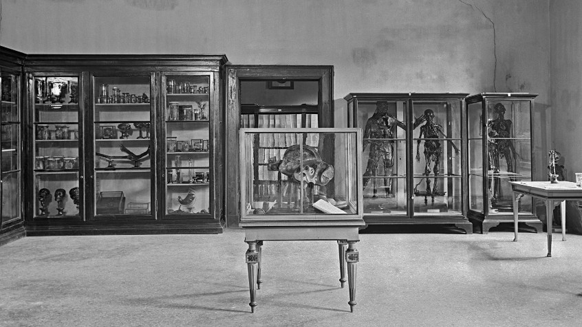 Palazzo Botta Adorno, museo Anatomico Unito, sala Antonio Scarpa, piano nobile, post 1932 (CHL E_27_15_001)